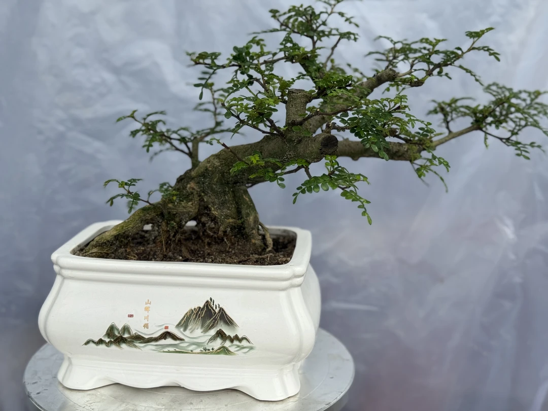 精品老桩清香胡椒木