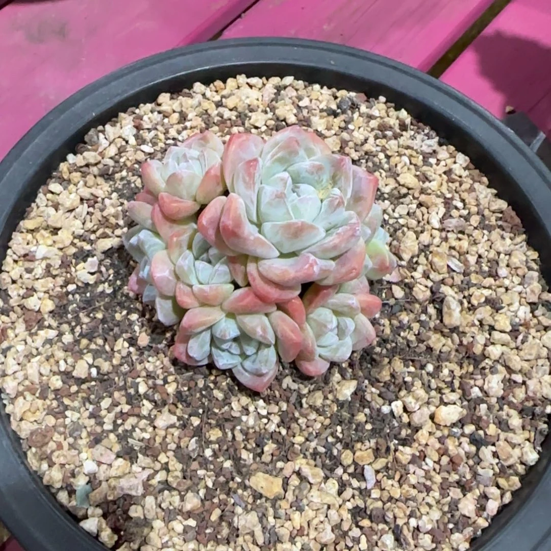 安之若素的冰玉啊啊啊