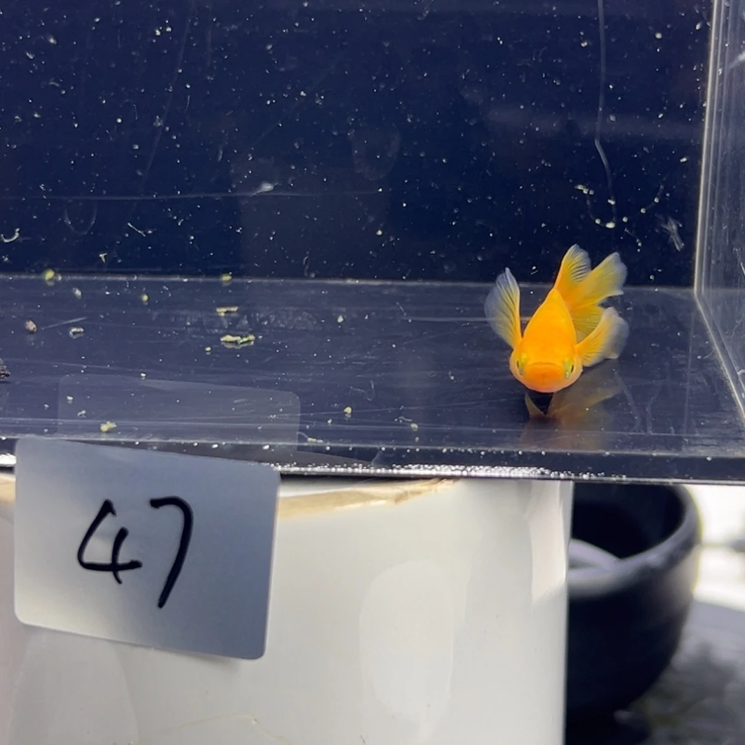 青鳉鱼47。