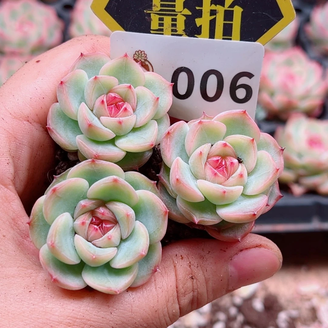 当前无花朵，栽培后可花朵