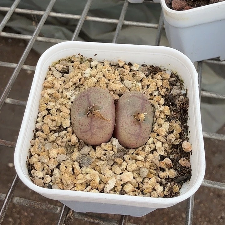 毛肉锥双头2仙人球