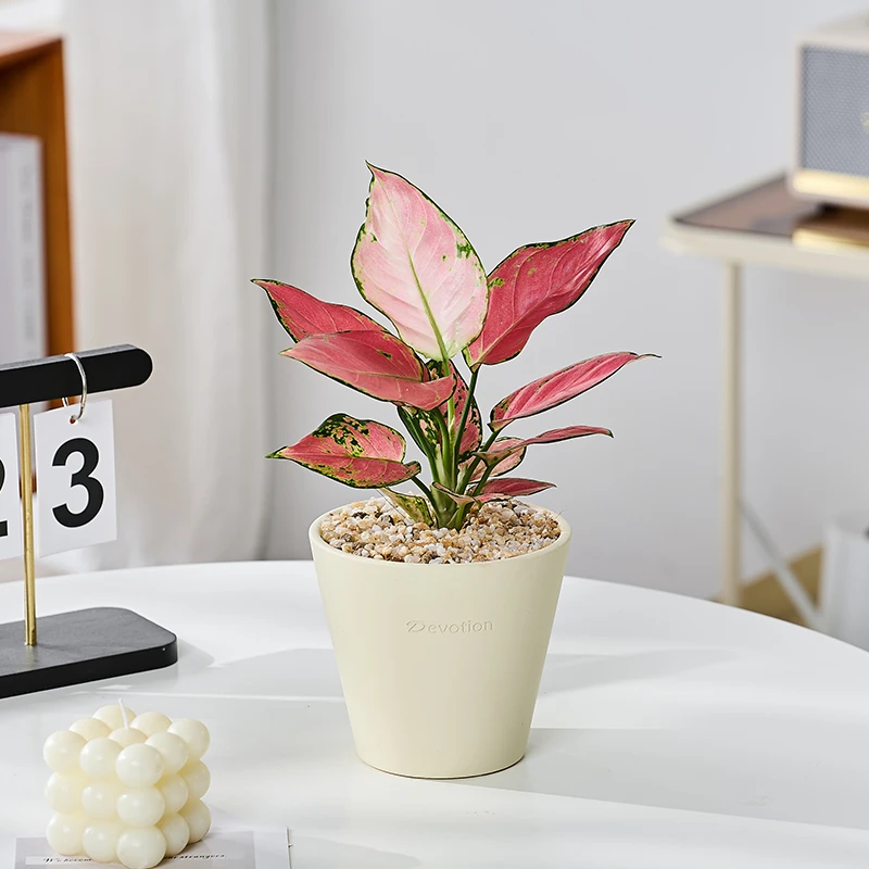 红如意吉利红室内好养护桌面绿植盆栽观叶美观鲜活懒人植物清新