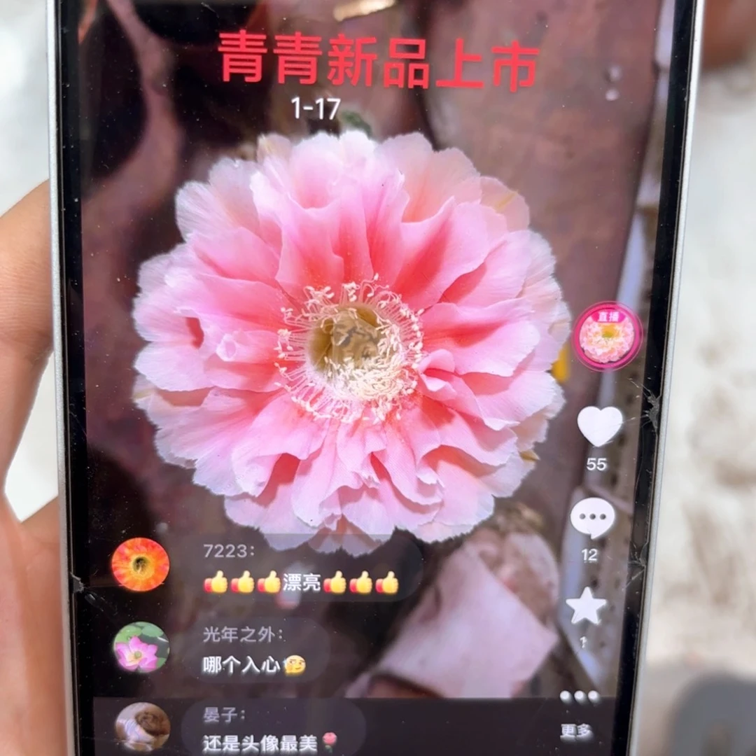 彩草1-17号6.8公分左右