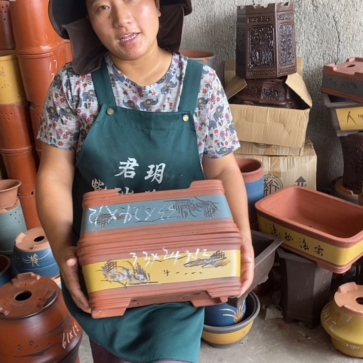 紫砂花盆盆栽植物