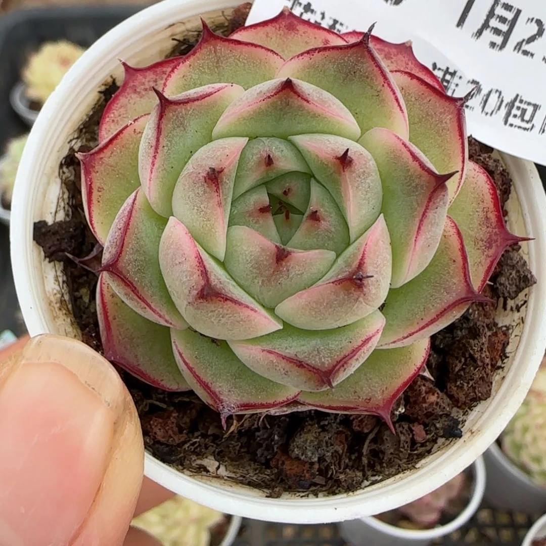 花语逸镜0129-650