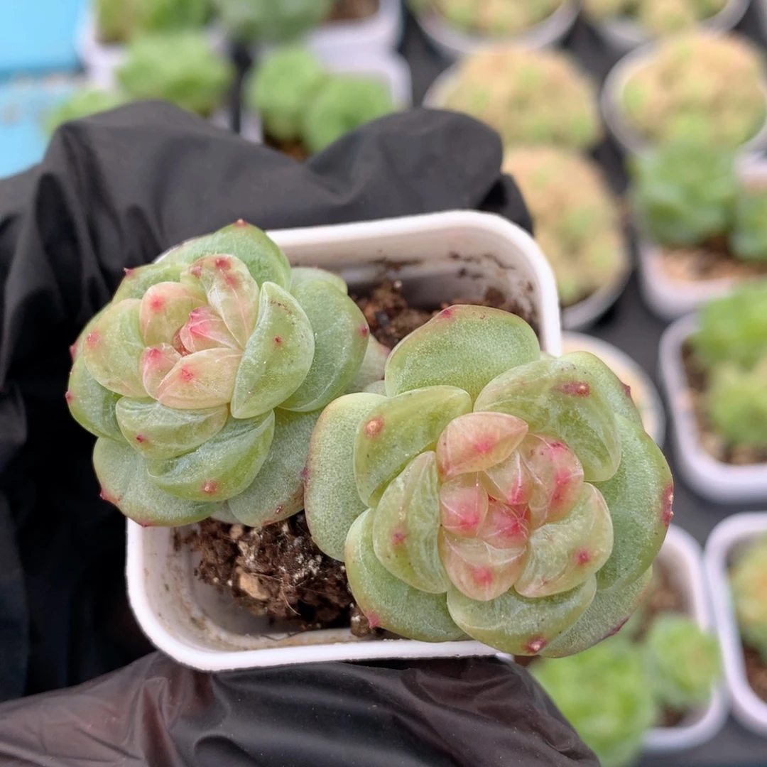 58包邮  群生不包整 112