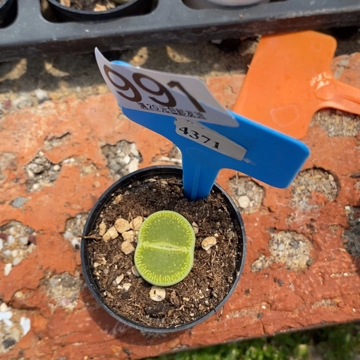 怡*生石花等植物991