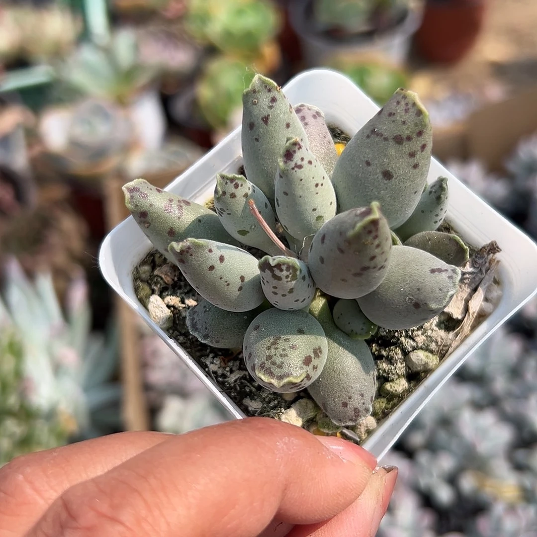 多肉植物多肉植物