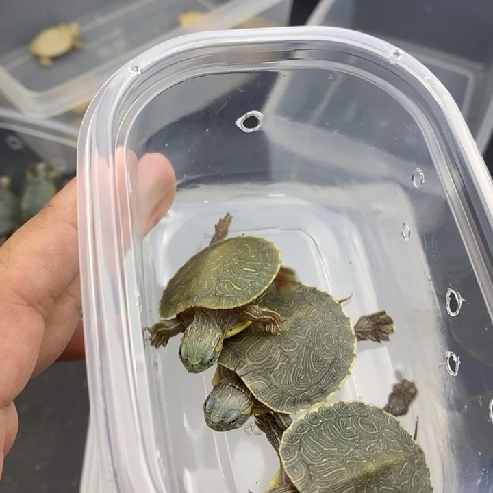 母绿毛龟9999998999