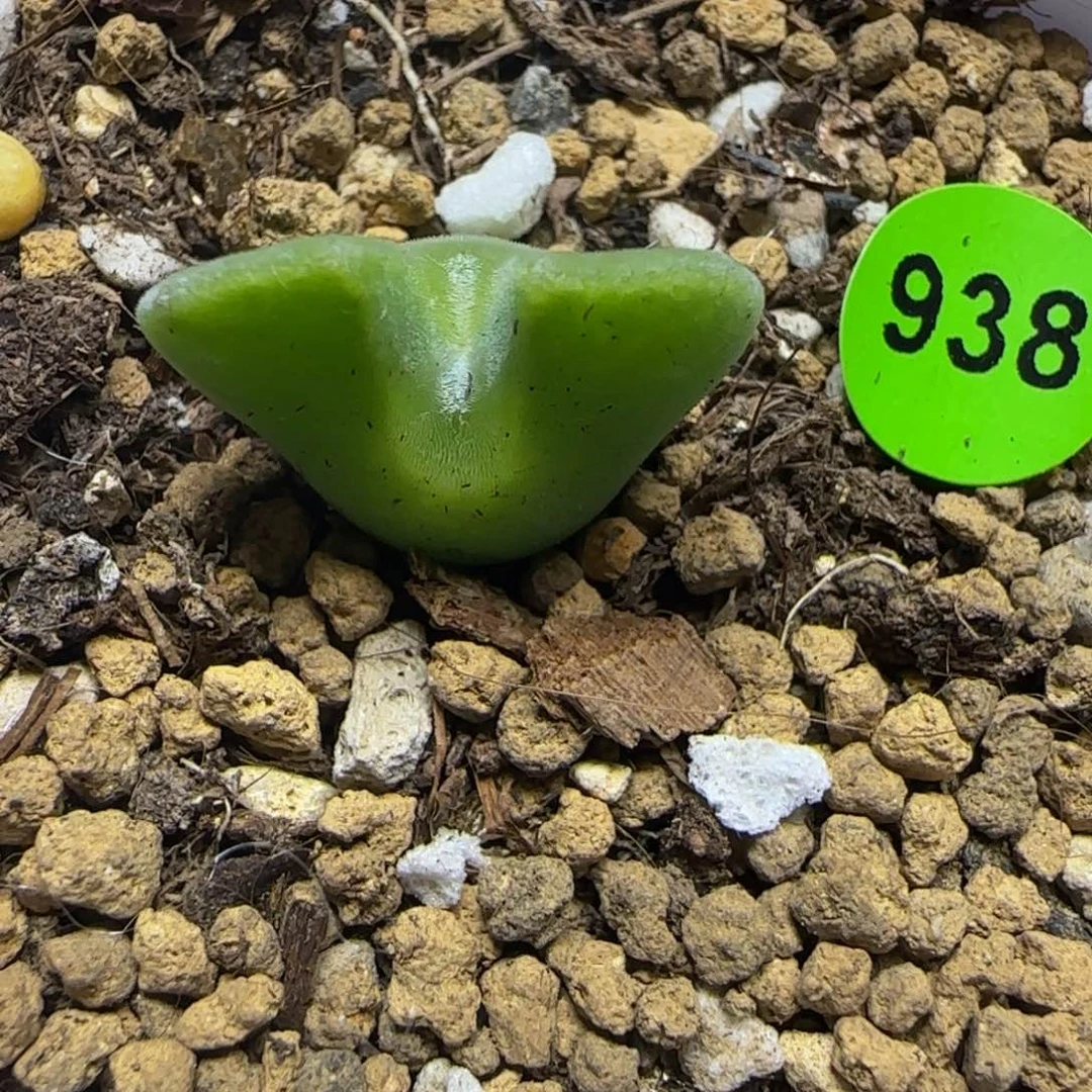 大眼睛空蝉1.8多肉植物938