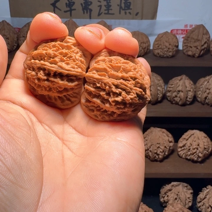 按***~秦岭野生流星雨狮子头