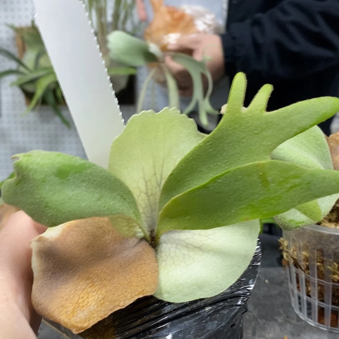 无花朵黄月鹿角蕨