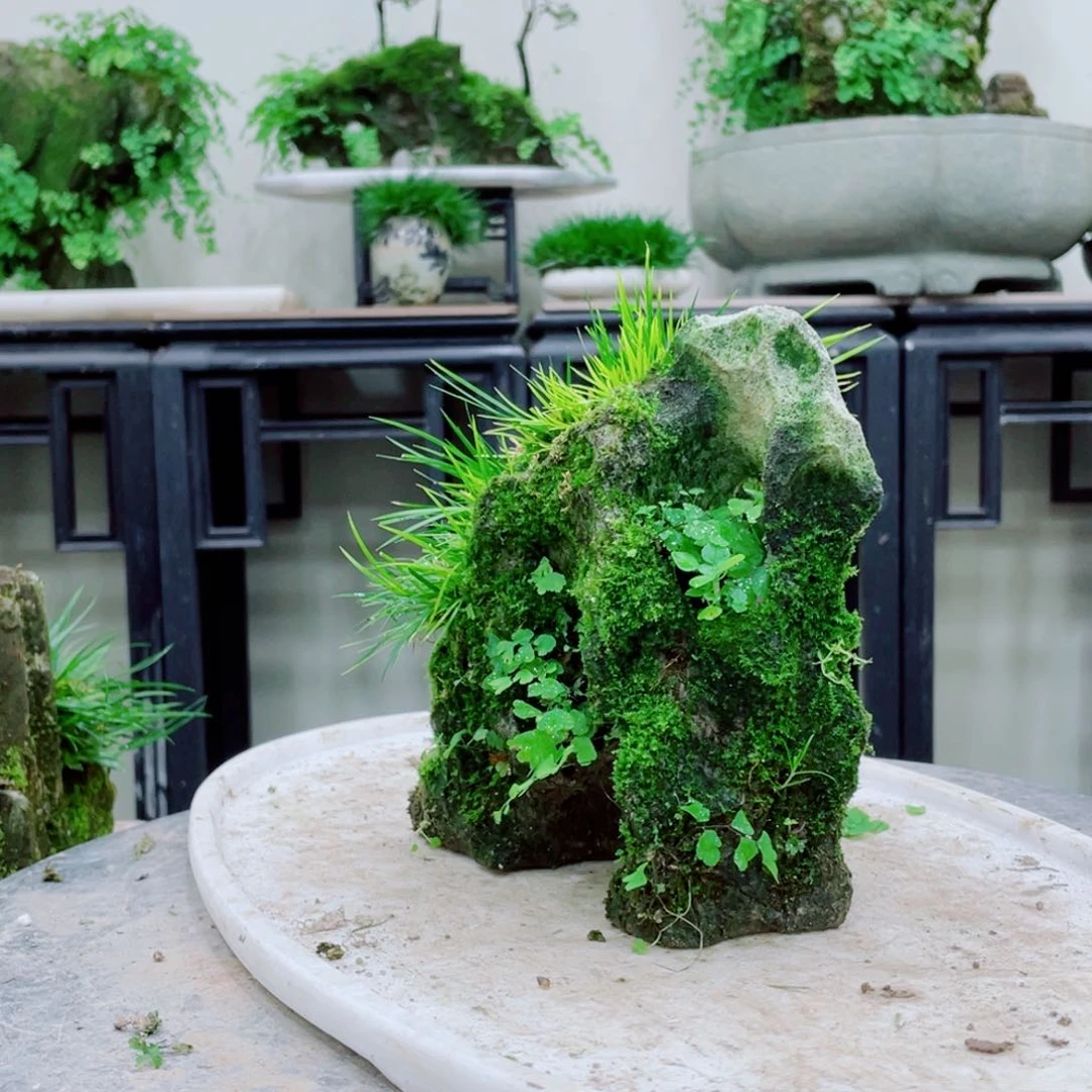 无铅玻璃山****司铁线蕨的根茎较