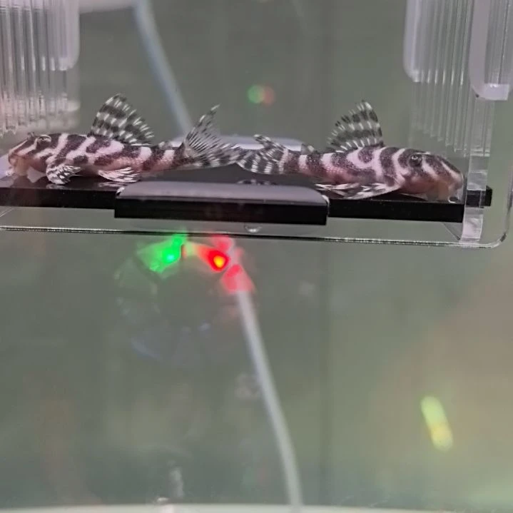 清道夫17 号，黄金帝王迷宫，2 条，4 左右，包邮包路损偏远除外