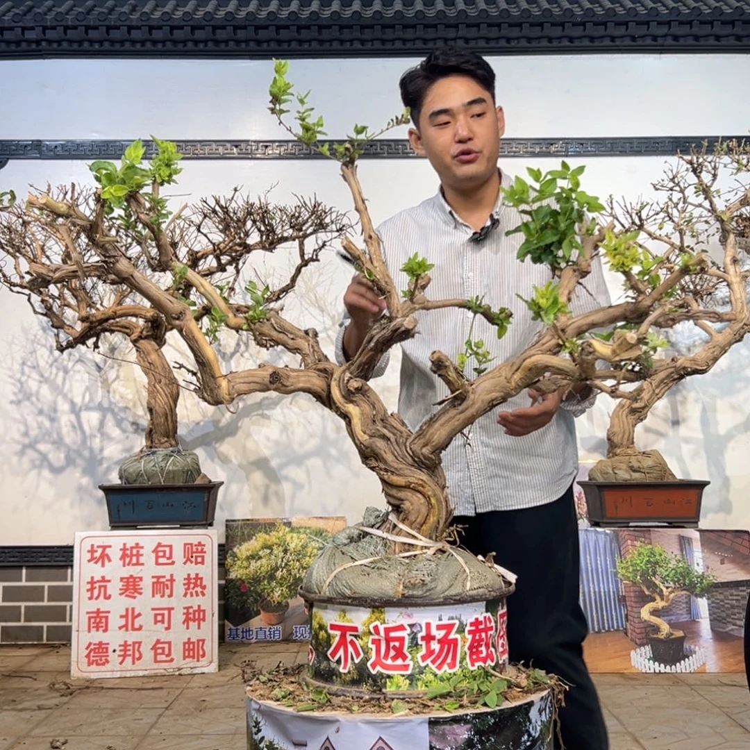 无花朵金银花开花1258426511