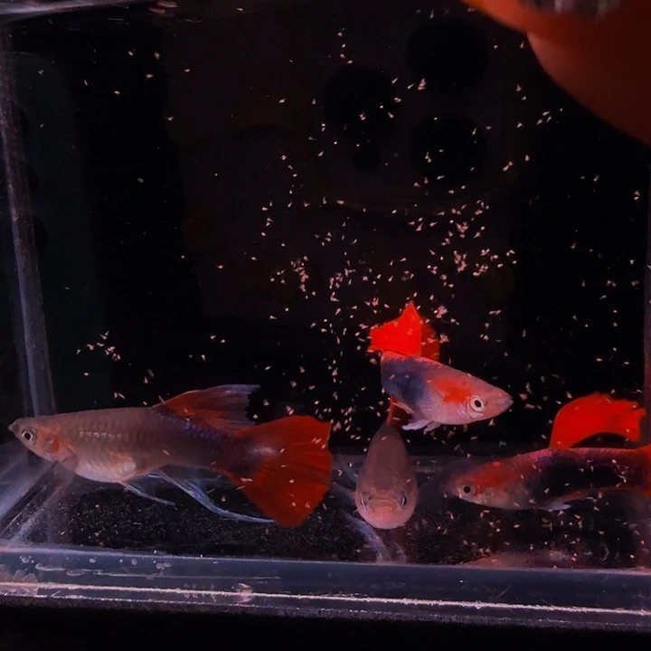 孔雀鱼折扇大C2对