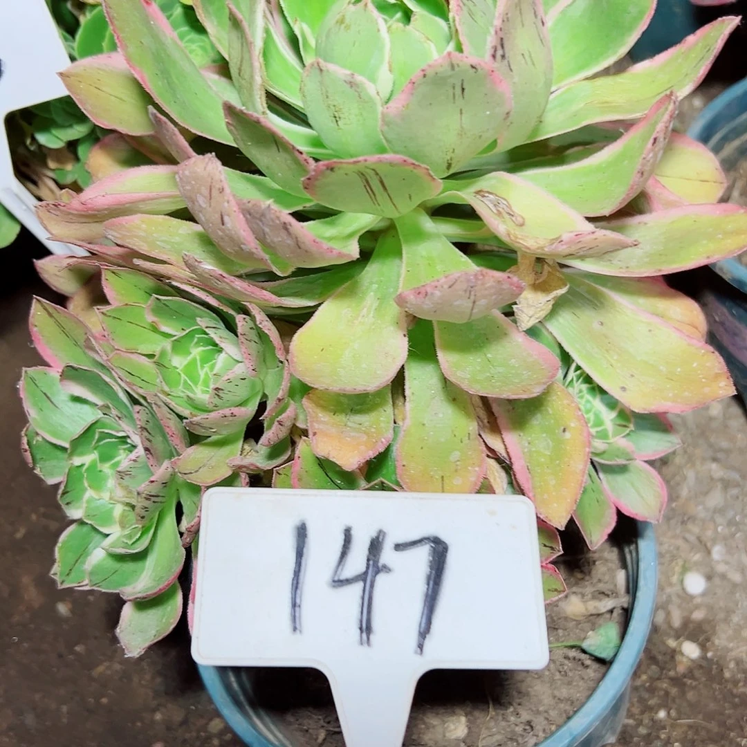 多肉植物大叶法师
