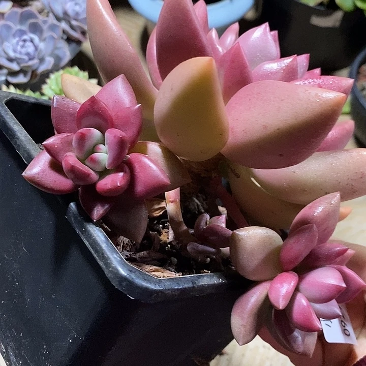 小七夕多肉桃花源优选18