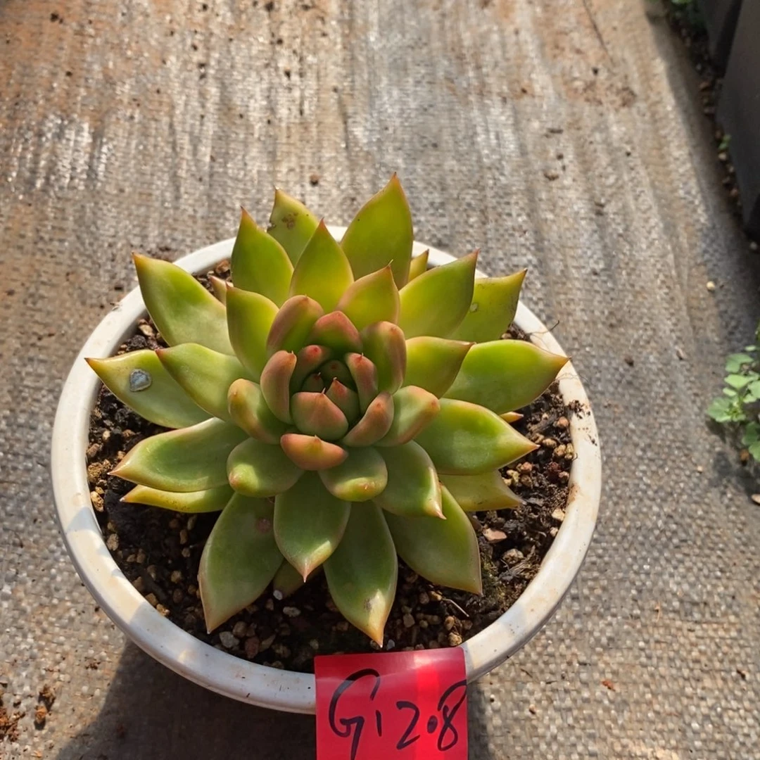 多肉植物多肉植物1208