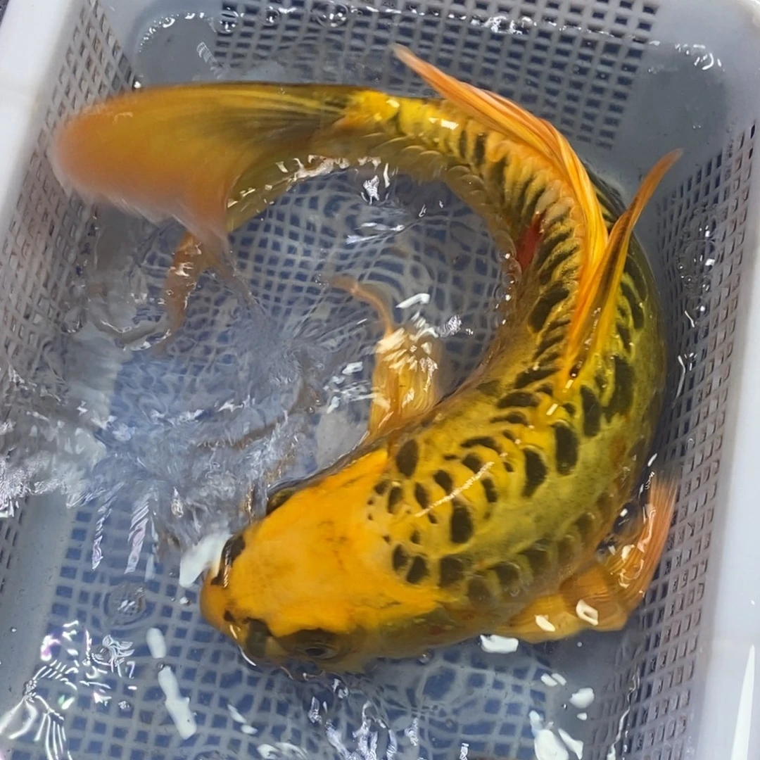 锦鲤冷水锦鲤包邮