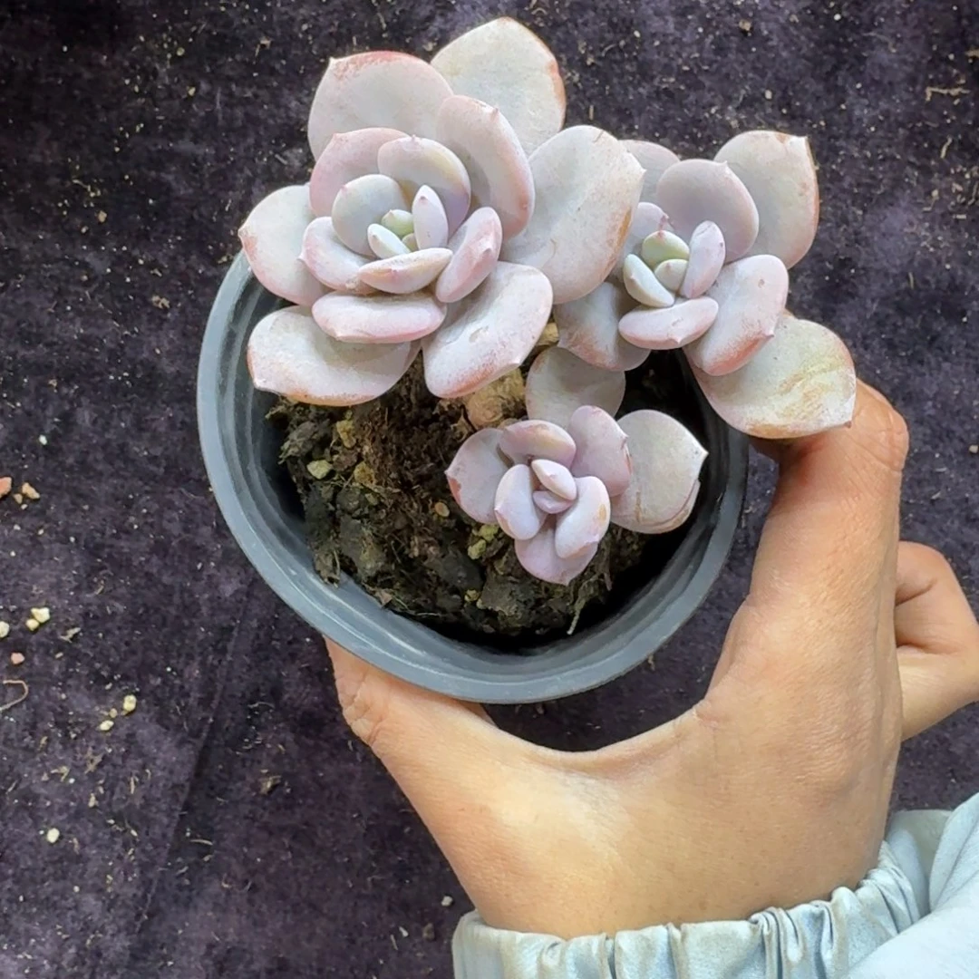 韩版奶茶三头一物一拍