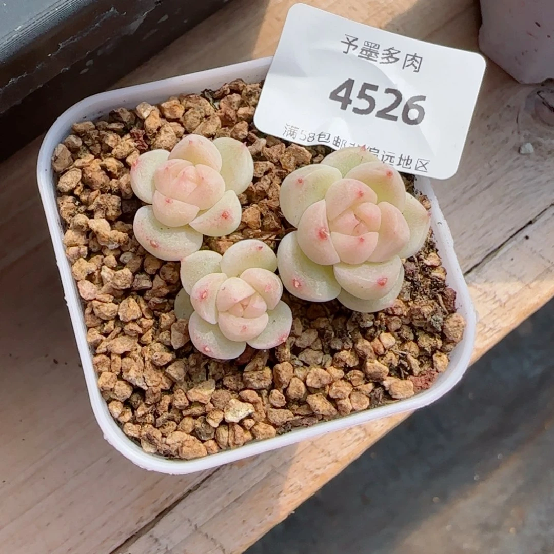 a**砹白体财富，4526多肉植物