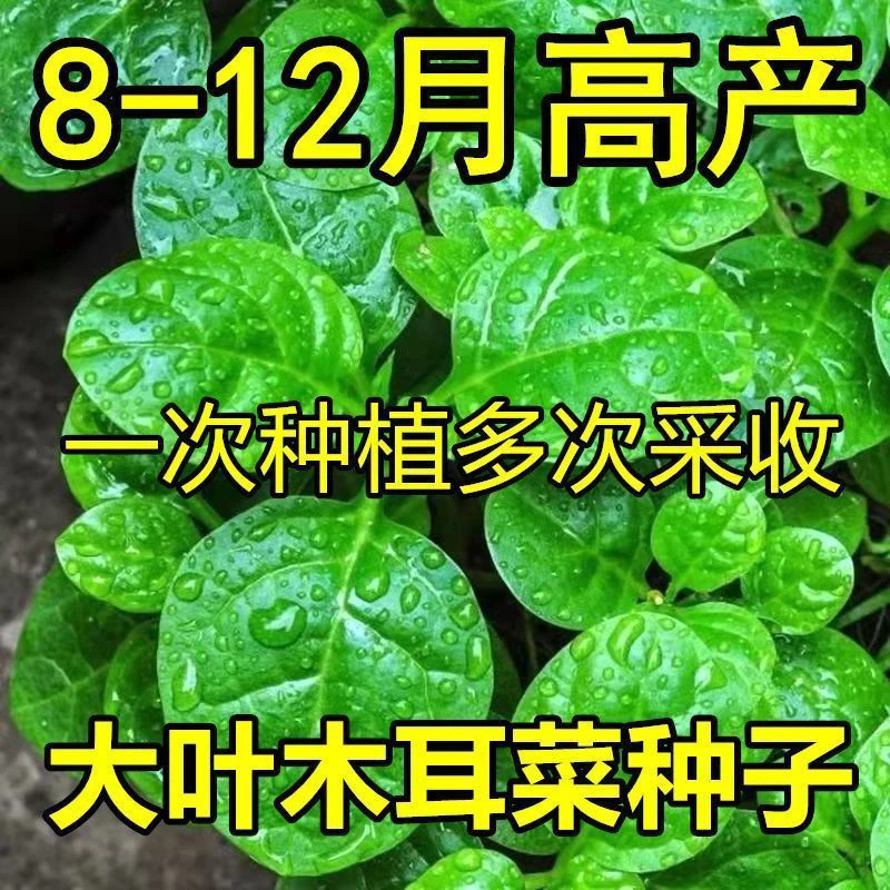四季可种大叶木耳菜种子肉厚耐高温阳台盆栽蔬菜种籽蔬菜种子菜籽