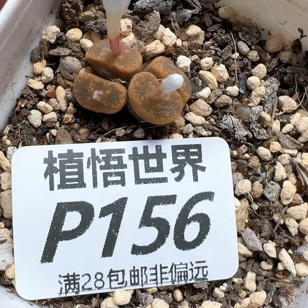 多肉植物的润泽发发