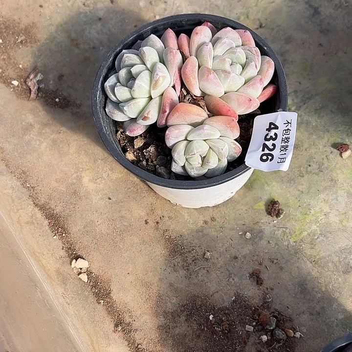 阿雅园艺。       4326