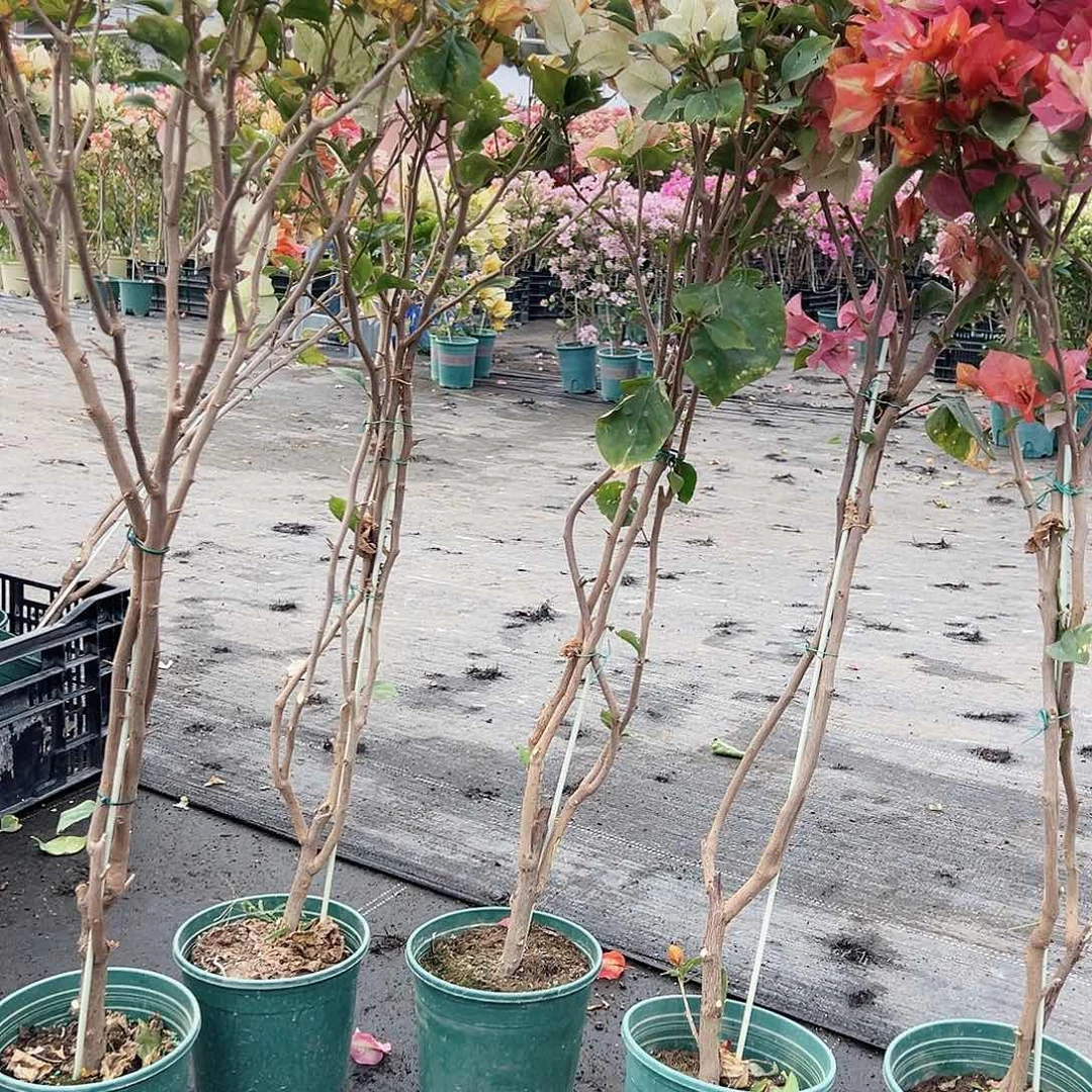 大部分花苞少量开放浅彩虹棒棒糖带竹一颗