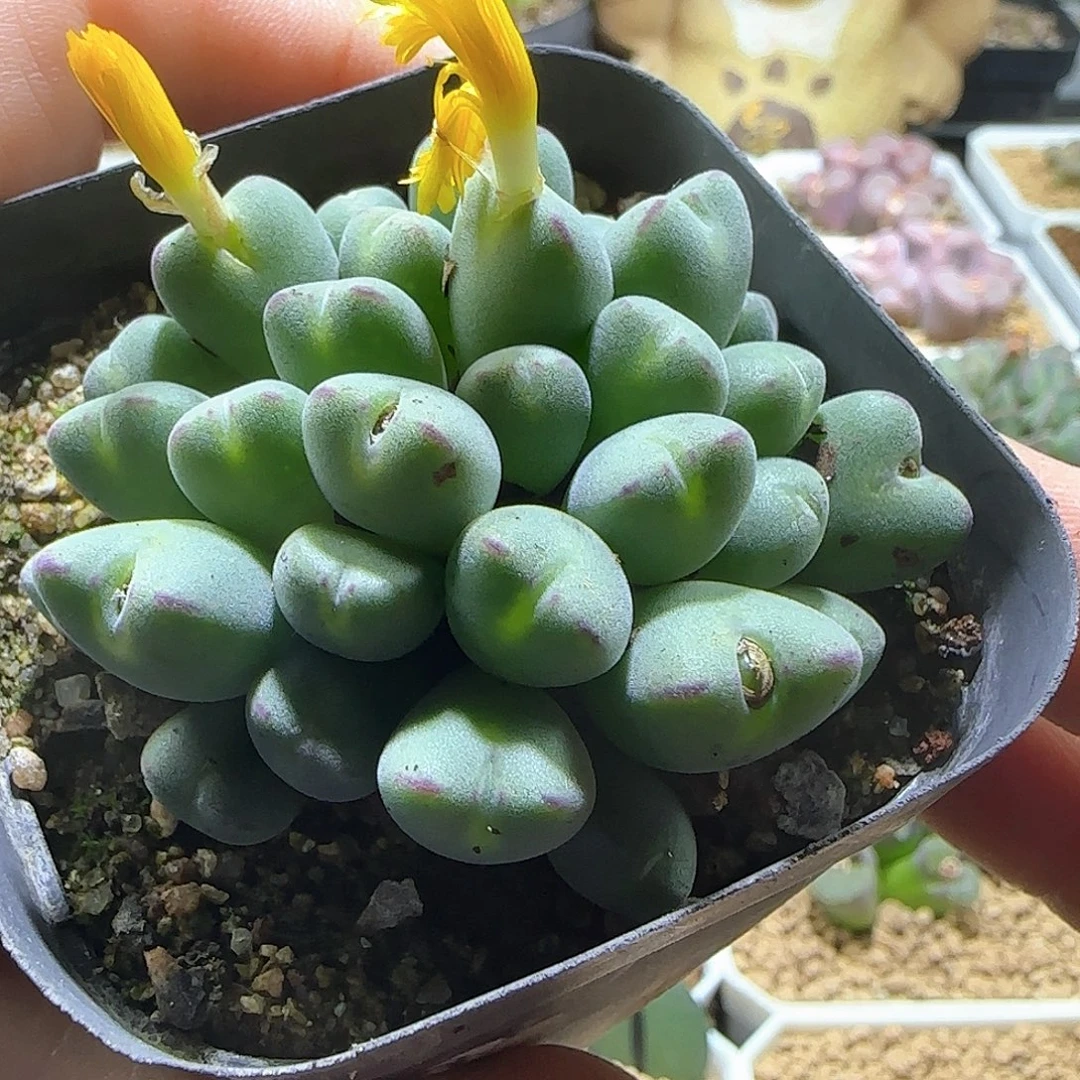 杂交毛的。        61122