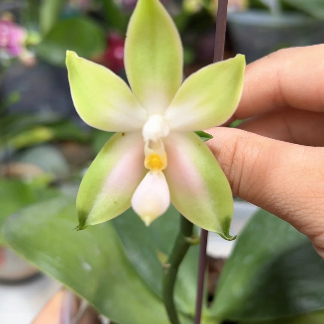 大部分开放少量花苞粉贝