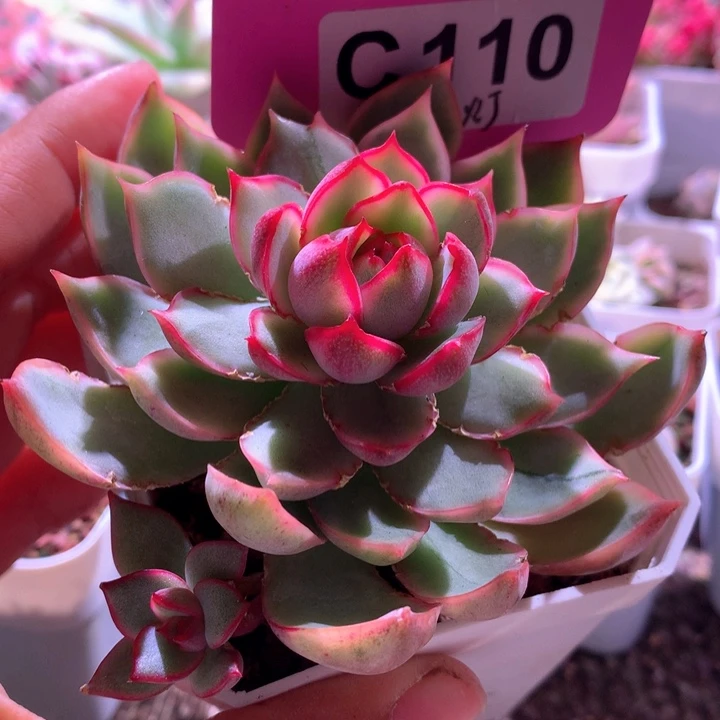 宝莲灯覆轮锦有根