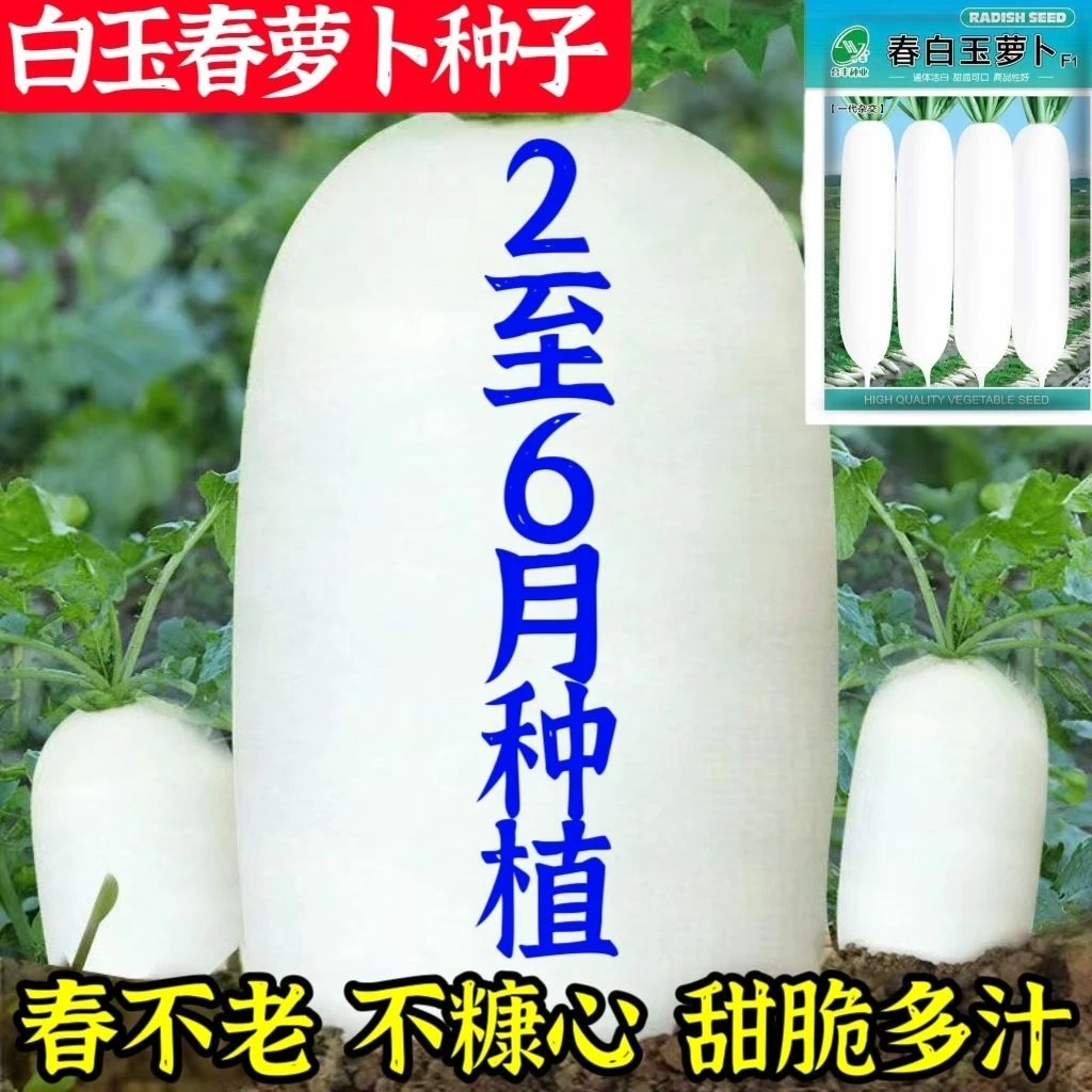 白玉春萝卜种子春不老早熟60天不糠心甜脆多汁春萝卜耐寒抗热萝卜