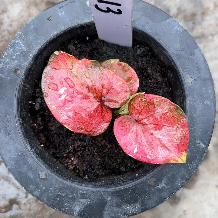 13-0206彩叶芋广东现货