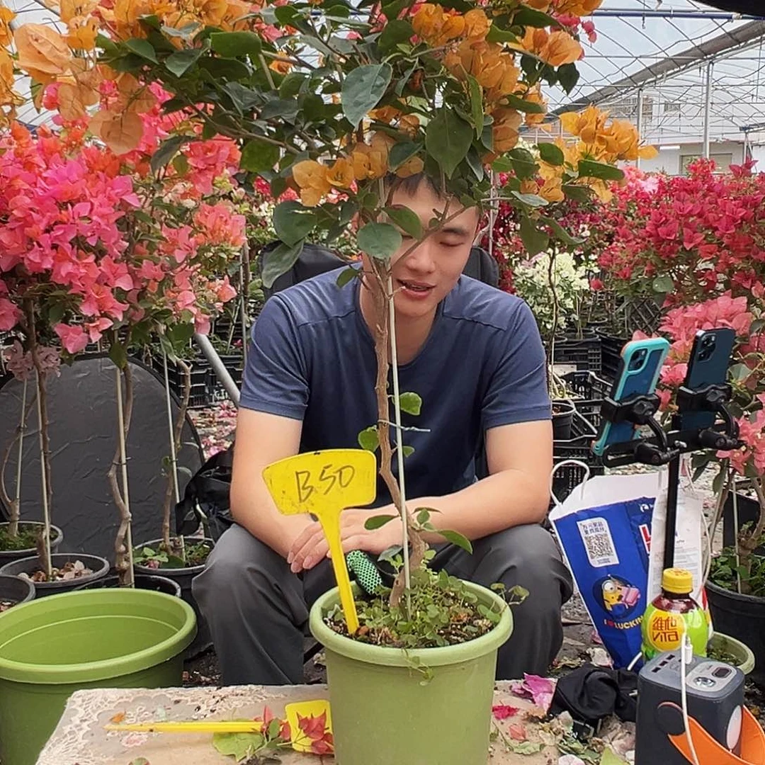 小***子大部分花苞少量开放B50金色光辉