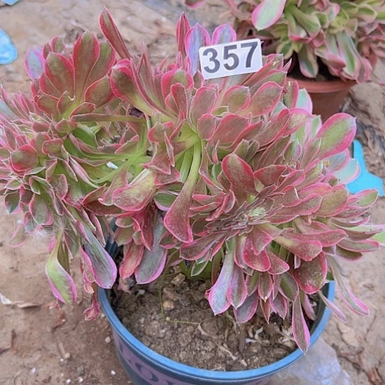 疗***坞一颗多肉法师植物