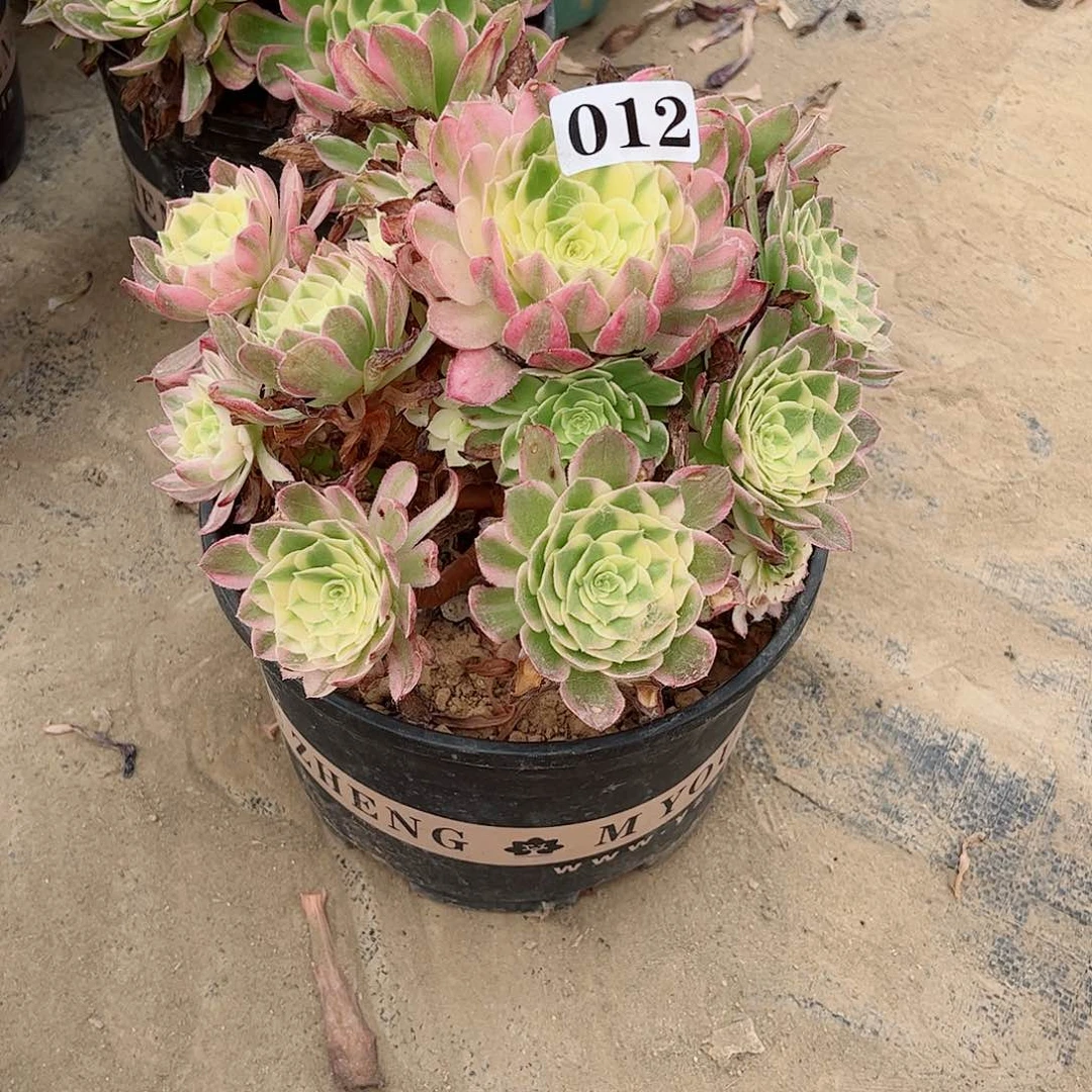 无花朵多肉植物012多肉