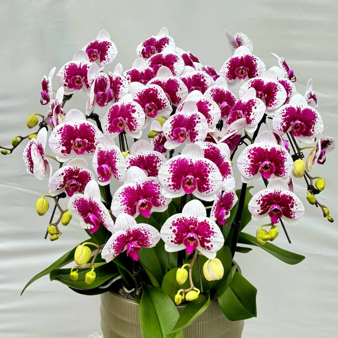 蝴蝶兰鸿运财神室内盆栽