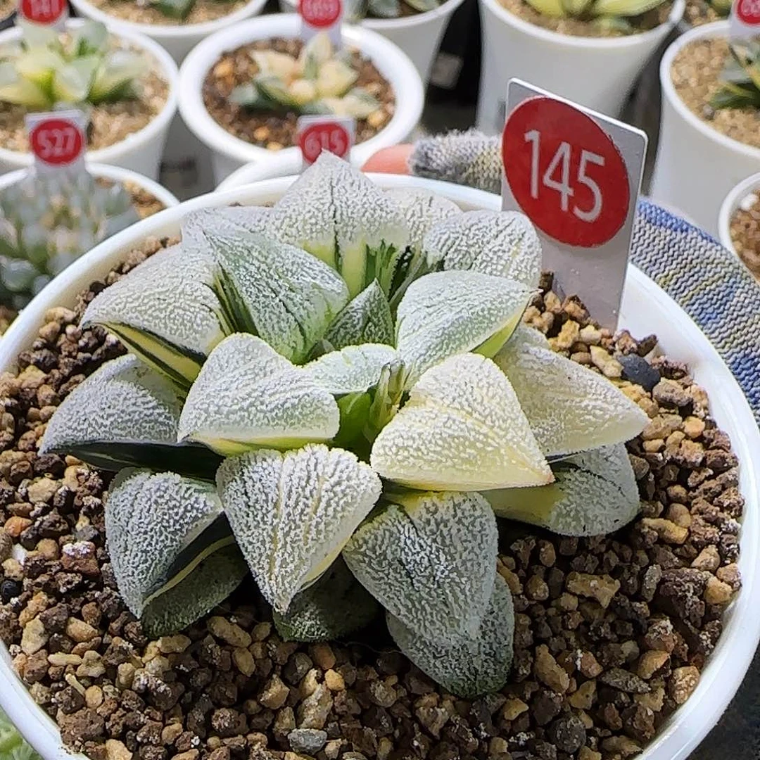 145号荻原磨面锦 .6.5 厘米左右一物一拍带盆发货