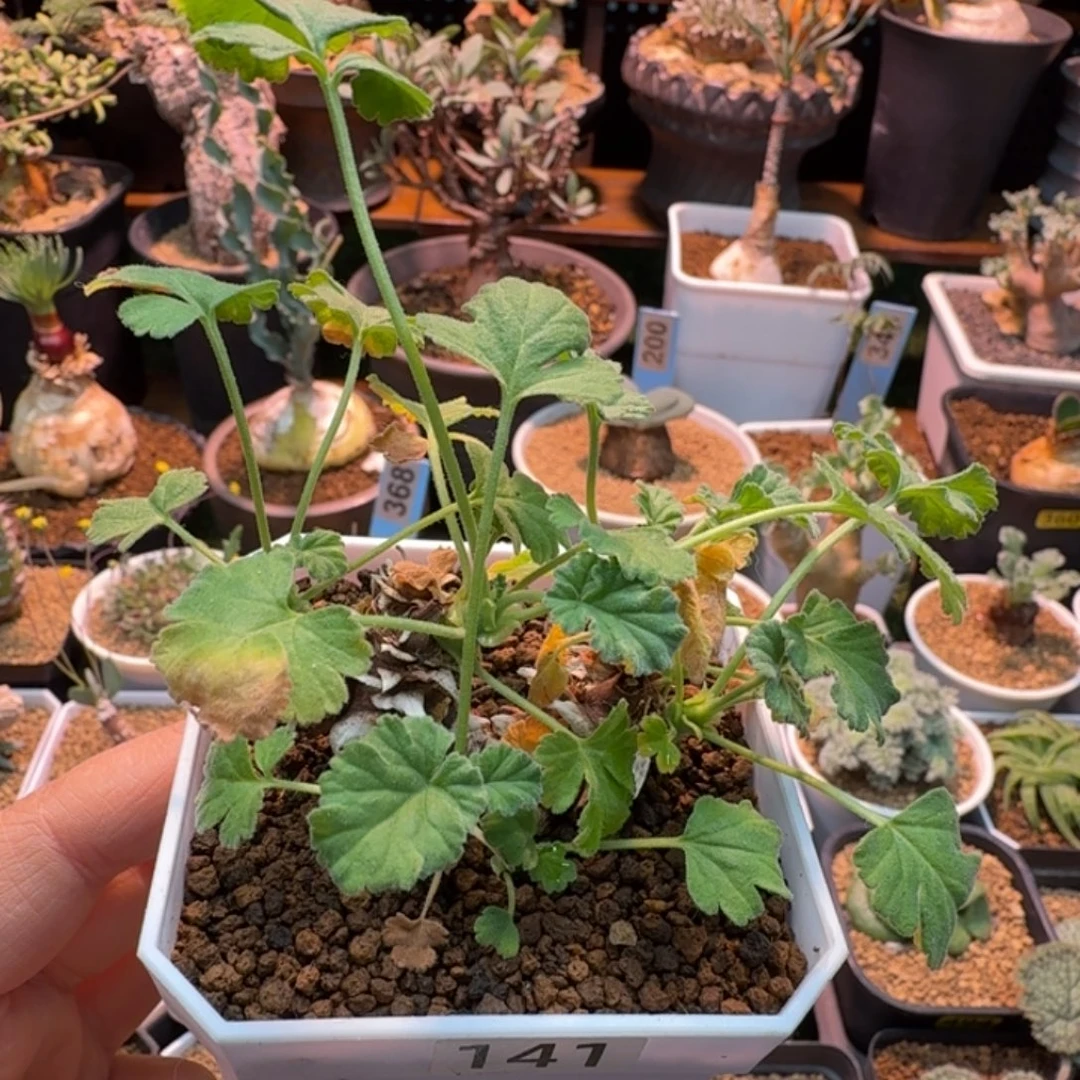 松果洋葵141 仙人掌