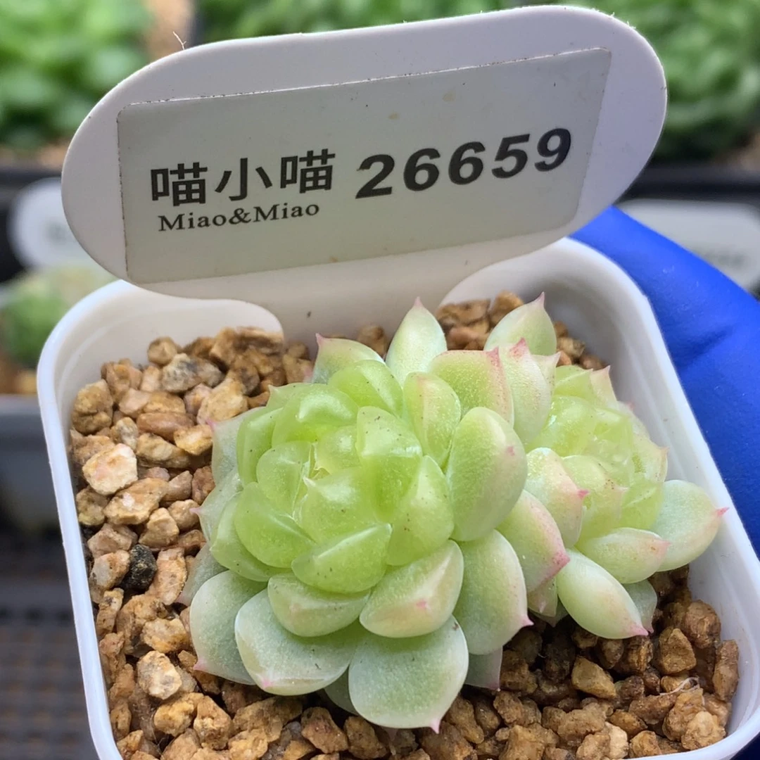 多肉植物杂交珍妮