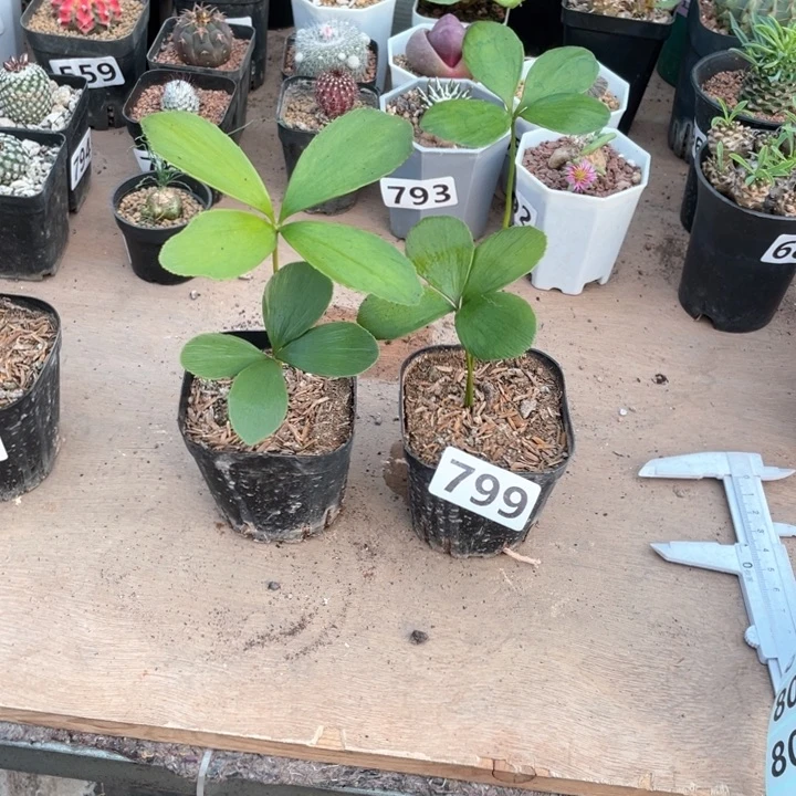 8**5799墨西哥铁树四叶草2颗