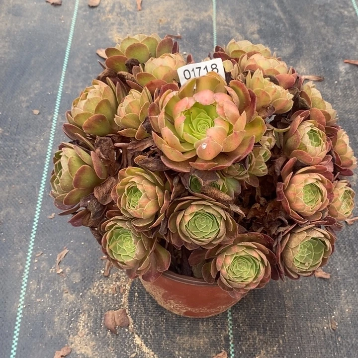 01718荔枝中班锦多肉植物