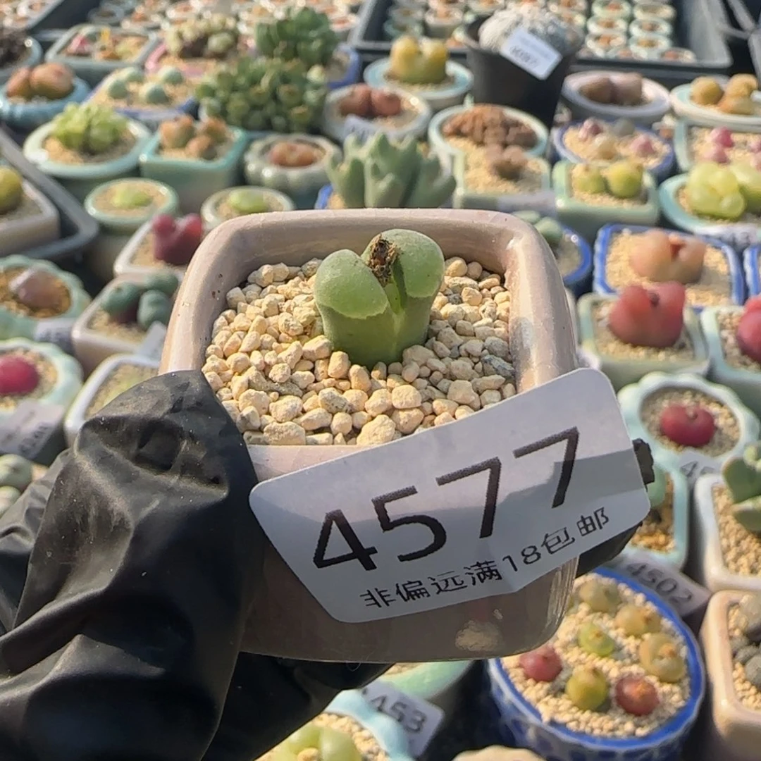 4577--一物一拍 带盆
