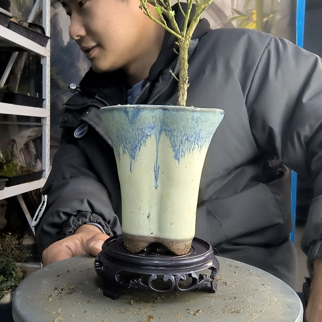 l**.小盆景小植物一物一拍194