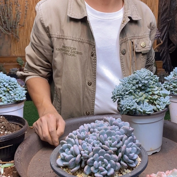 #***往44号香香雪多肉植物