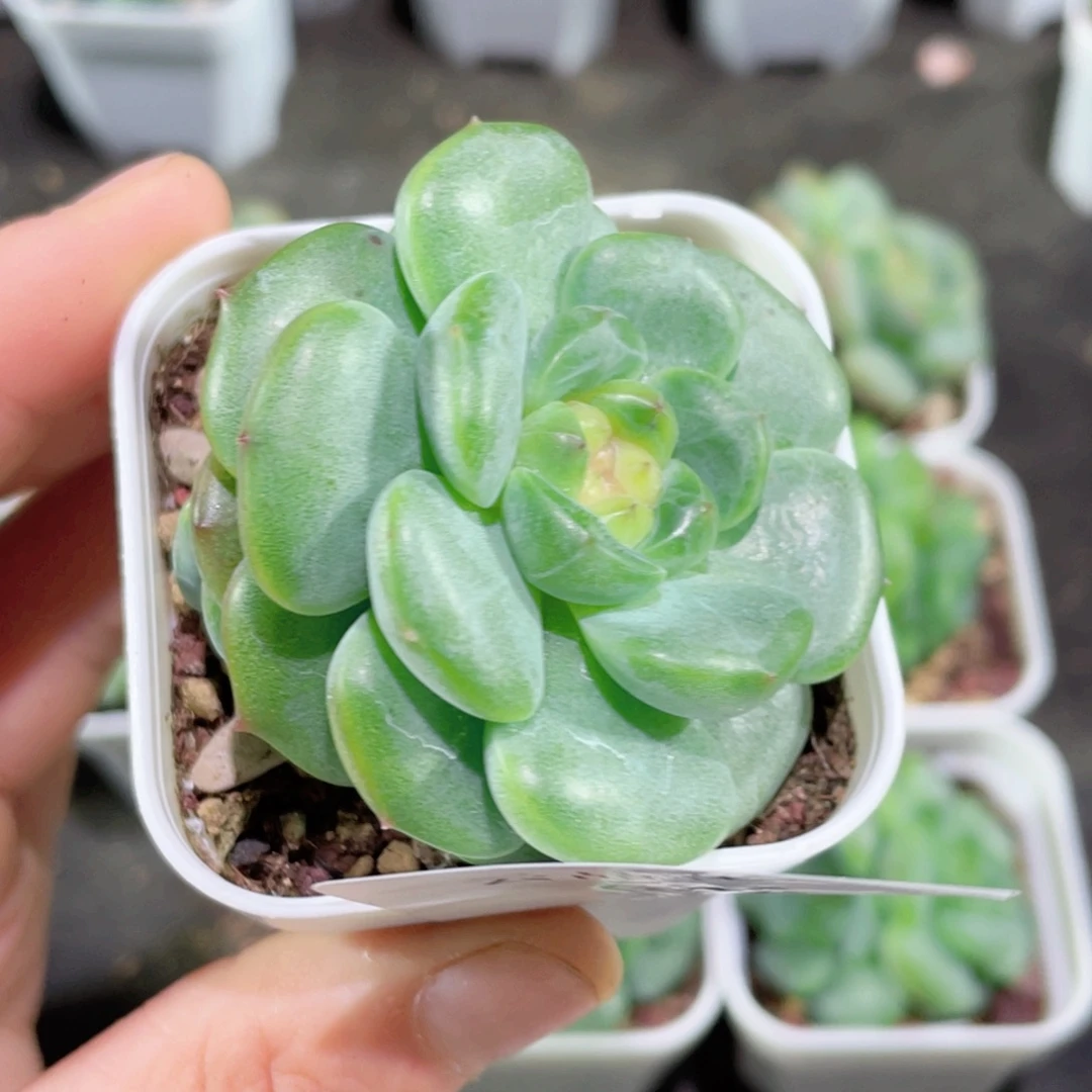 我***缘648号糖心冰心珍妮