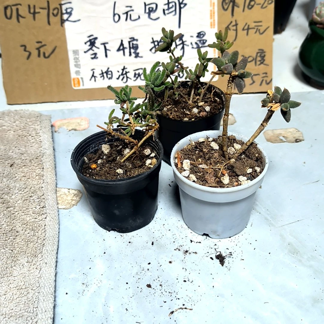 满6元包邮，#枝干三颗拇指盆小小小