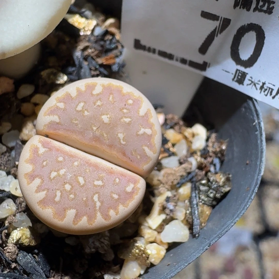 zzzzz生石花肉锥70